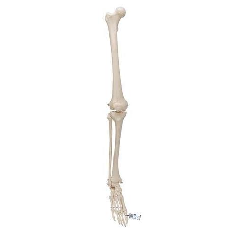 3B SCIENTIFIC Leg Skeleton w/o hip bone - w/ 3B Smart Anatomy 1019359